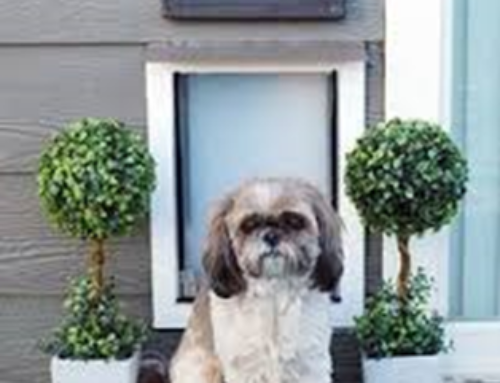 Why Have a Basic Doggy Door When You Can Wow Your Guests With a Custom Design?